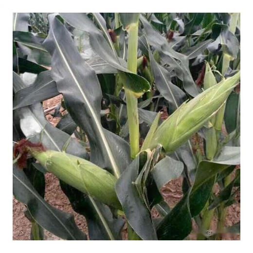 穗益满NK718双棒国审玉米种子大全非转基因矮杆大棒苞米种大紫杆苞谷 NK718 升级抗锈版 【2斤装】种植6分地