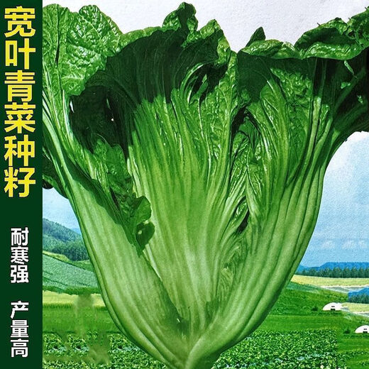 Sichuan Kuanbang green vegetable seeds, pickled pickles, sauerkraut, pickles, medium-ripe large-leaf autumn sown vegetable seeds, hot product impulse, Kuanbang green vegetable seeds, new this year, RNG9 original factory, 3 packs, about 3,000 grains