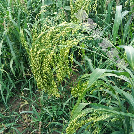 Shanxi big yellow rice seed shelled glutinous rice valley Qinzhou yellow origin soft rice rice dumpling rice broom broom millet millet millet seed 150g simple packaging