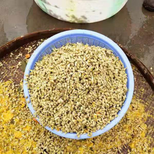 Sichuan red orange saplings, red orange seedlings, grafted seedlings, grafted seedlings, detoxified seedlings, red orange seeds, root replacement seedlings, greenhouse seedlings, tree seedlings, fresh red orange seeds of the year, 10Jin Jin is equal to 0.5kg