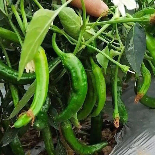 Authentic camphor tree pepper seeds, camphor tree pepper seeds, new pepper seeds, sown in spring and autumn, Zhangshu Harbor courtyard small collection, new seeds, about 208 capsules/
