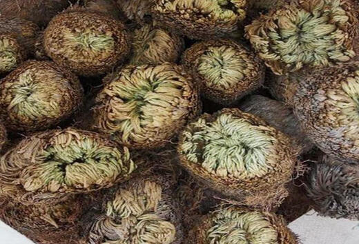 Shantou Lincun Selaginella nine-death resurrection grass desktop flowers and plants bonsai potted rockery combination absorbent stone calamus orchid single head 1 dry material soaked in water and ready to live No tray included