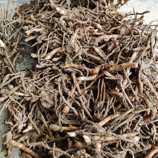 Yang He ginger seeds Yang He ginger seedlings Yang Hu ginger root planting simple high survival home gardening three Jin Jin equal to 0.5 kg 1500g