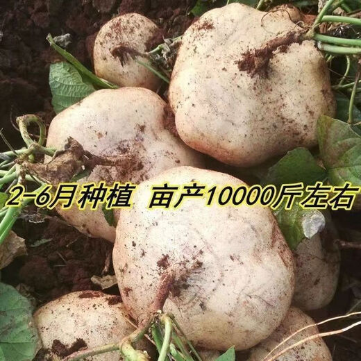 Muma Mountain Sweet Potato Seeds, White Sweet Potato Seeds, Cold Potato Seeds, Muma Mountain Sweet Potato Seeds, Selected Grains, 2 Packs, Approximately 100 capsules