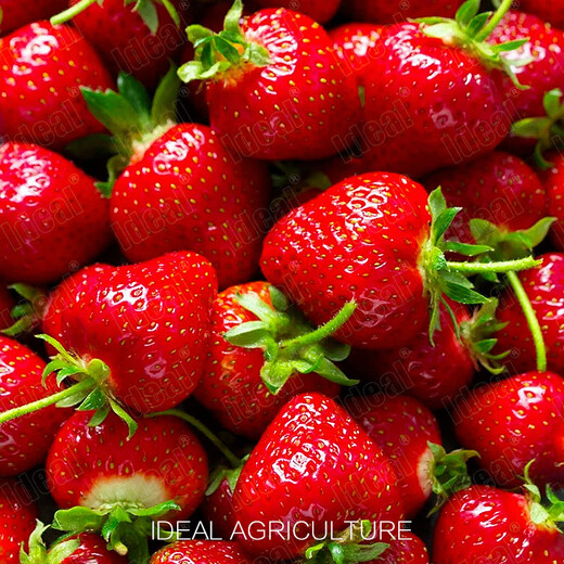 Ldeal ideal agriculture strawberry seeds four seasons potted balcony indoor fruit seeds original cream red strawberry seeds