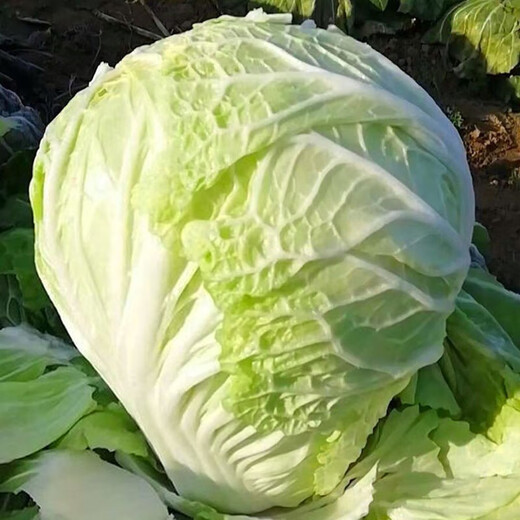 Shouhe Tianjin green hemp leaf Chinese cabbage seeds winter storage vegetable seeds field planting high stakes long summer and autumn green cabbage mussels Hualiang Shandong No. 4 Chinese cabbage seeds 12g/bag