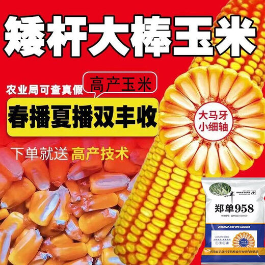 Neue originale Zhengdan 958 Zwergmaissamen, Feldhybrid-Maissamen, dürreresistente Frühlings- und Sommerpflanzung Zhengdan 958 (ein Beutel mit 4 Jin Jin entspricht 0,5 kg im roten Beutel)