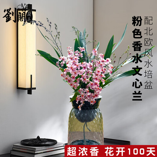 Liu Ge orchid is available in 5 colors. Hydroponic dream fragrant orchid seedlings are shipped with pots. Perfume oncidium creamy indoor flower potted grass. Pink oncidium with 4 foils and Nordic pots.