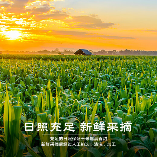 Jingxiansheng Northeast yellow corn on the cob 200g 8 cobs of 25-year-old new corn Vacuum sticky corn Multiple packaging Straight from the source