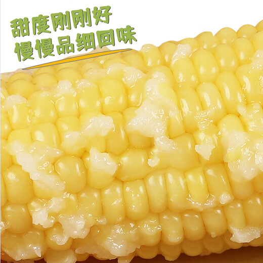 Beijing Fresh Northeast White Waxy Corn 250g*10 Cobs Fresh Sweet Waxy Corn Cobs Vacuum Packaging Sticky Corn Straight from the Source