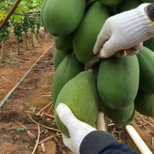 Red papaya, grown in the south for four seasons and bearing annual fruit, potted dwarf Hawaiian red-fleshed fruit papaya (newly planted this year), red papaya seeds, crispy and sweet, 1 pack of approximately 25 seeds
