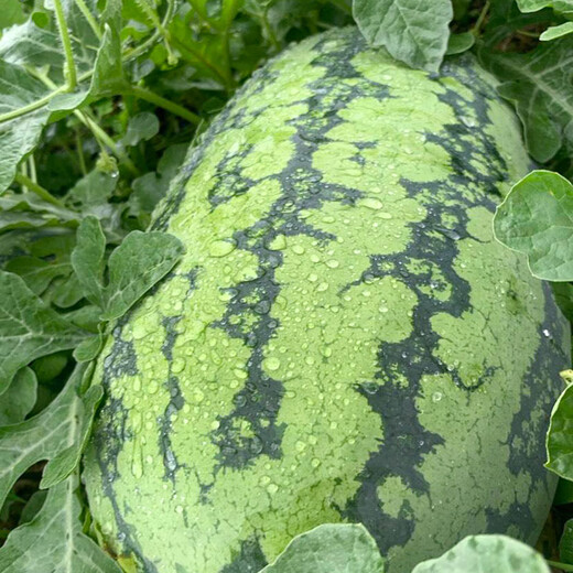 Beishu 8424 Watermelon Seeds Early-maturing Special Melon Fruit Lazy God No. 1 Lazy Man Watermelon Seeds 100g/barrel