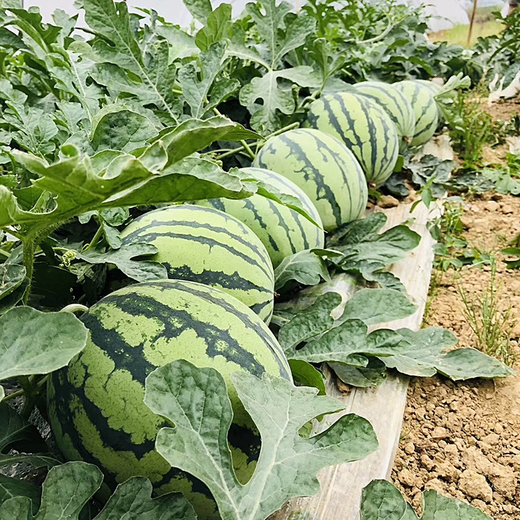 Xiangbin 8424 Kirin seedless Meidu watermelon seeds, fruit melon seedlings, small southern vegetable seedlings, rock sugar Kirin watermelon seeds 50 original seeds