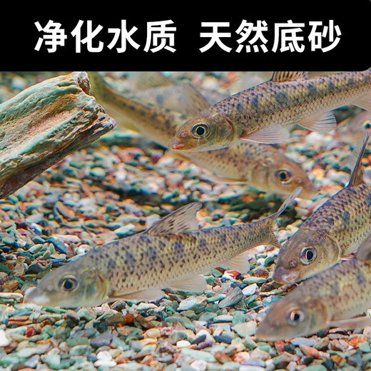 Natural original ecological stream stone bottom sand fish tank special filter paving ornaments volcanic stone landscaping main stone pebbles 5Jin Jin is equal to 0.5kg packed with natural stream stone (1-6mm)
