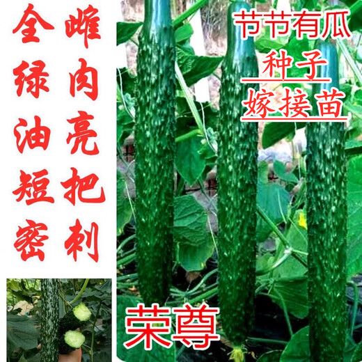 All-female cucumber seeds, oily and shiny cucumber seeds with green flesh, imported from the Netherlands, disease-resistant and high-yielding Rongzun, all-female cucumbers Rongzun 500 capsules