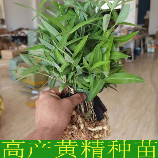Polygonatum vulgaris planting seedlings, Polygonatum vulgaris seeds, fresh chicken heads, Polygonatum vulgaris seedlings, tiger ginger seedlings, nourishing medicinal materials, golden seedlings, buds, Polygonatum vulgaris seed blocks 1 Jin Jin is equal to 0.5 kg