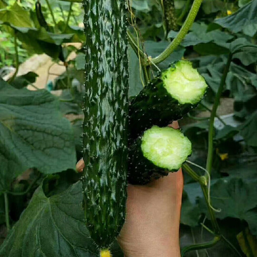 All-female cucumber seeds, oily and shiny cucumber seeds with green flesh, imported from the Netherlands, disease-resistant and high-yielding Rongzun, all-female cucumbers Rongzun 500 capsules