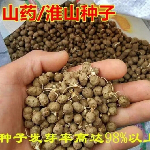 Authentic Iron Bar Yam Bean Seed Farmer Huaiyam Seedlings Yam Mouth Germinated Yam Bean Nursery Potted Plant Germination Grain (100) Authentic Iron Bar Yam Bean