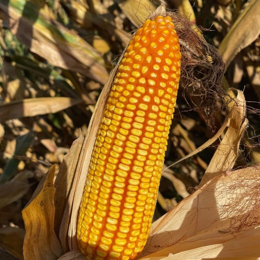 Suiyiman Jingke 968 high-yielding corn seeds, short stems and big sticks, drought-resistant and high-temperature resistant purple gold version white shaft corn seeds purple gold version original 4000 grains 3 bags