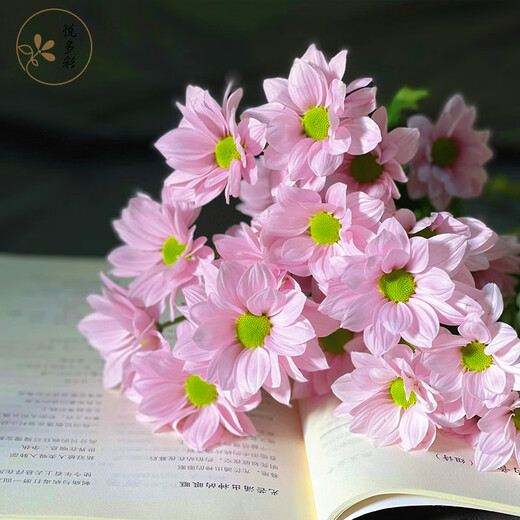 Yue Colorful Daisies Flower Express Yunnan Base Straight Ping Pong Chrysanthemum Flower Materials Office Household Water-raised Fresh Cut Flowers Pink Tristripe Daisies 8-10 Branches