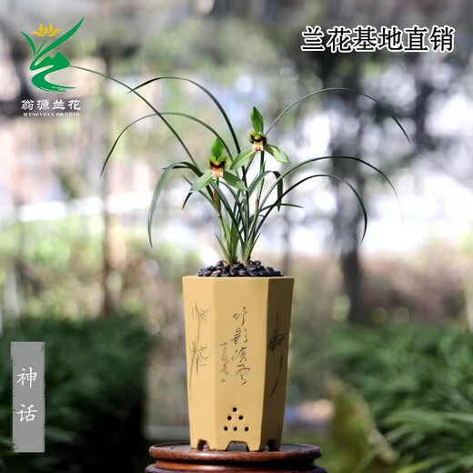 Wengyuan Orchid, Spring Orchid, Myth Thin Leaf Grass, Flower Tongue Colorful Qinhua Qinbud Strong Fragrance Green Plant Potted Plant, Myth 5 Seedlings, Random High-End Purple Clay Pot Plants