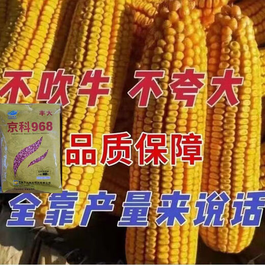Wholesale corn seeds, short stems, double stems, drought and waterlogging resistance, disease resistance and lodging resistance, Academy of Agricultural Sciences National Approval, Jingke 968-4000 grains, one acre of land