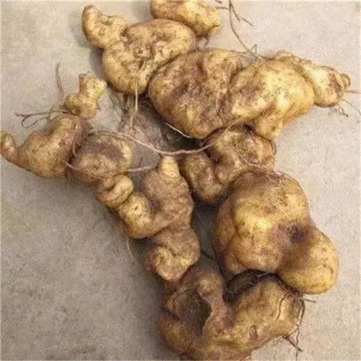 Authentic Medicinal Materials Polygonatum Seeds Chicken Head Polygonatum Tiger Ginger Chicken Claw Ginseng Claw Ginseng Yellow Pheasant Seeds Polygonatum Seeds 1000 capsules