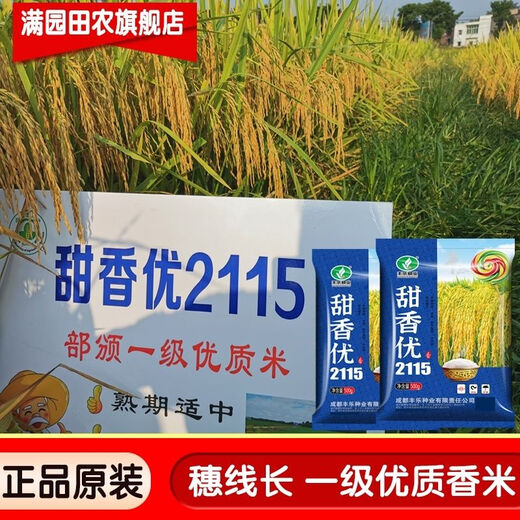 Nationally approved Tianxiangyou 2115 high-yielding hybrid rice seed, first-class rice quality, beautiful fragrance, long-grain, fragrant rice, delicious first-class rice, Tianxiangyou 2115 1Jin Jin is equal to 0.5 kilograms