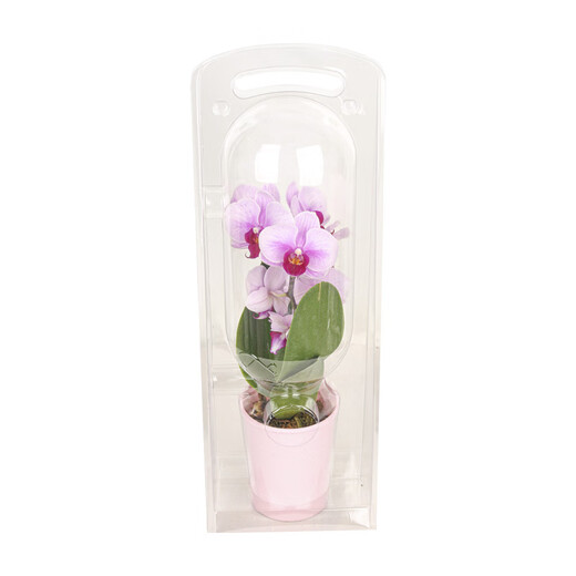 Dancing Phalaenopsis single plant double pole random color 1 pot