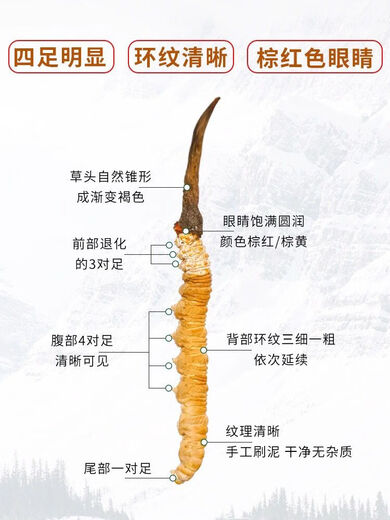 Eryabei Authentic First Cordyceps Cordyceps Reinigen großen echten frischen Cordyceps 2025 ausgewählte Trockenwaren Cordyceps 30 große High-End-Acrylflaschen