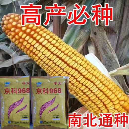 Wholesale corn seeds, short stems, double stems, drought and waterlogging resistance, disease resistance and lodging resistance, Academy of Agricultural Sciences National Approval, Jingke 968-4000 grains, one acre of land
