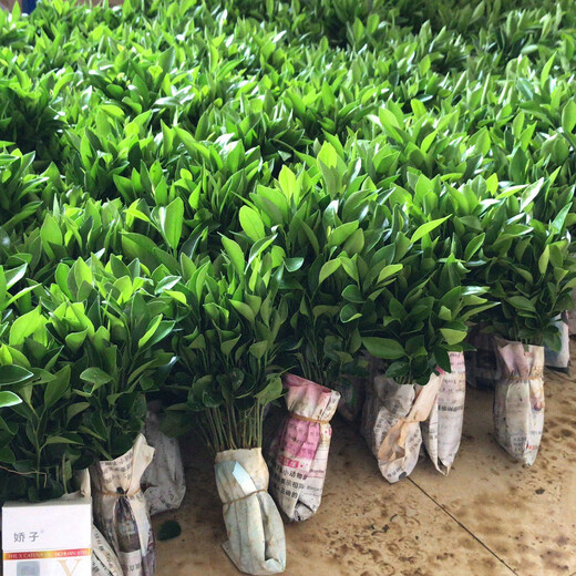 Sichuan red orange saplings, red orange seedlings, grafted seedlings, grafted seedlings, detoxified seedlings, red orange seed replacement seedlings, greenhouse seedlings, red orange seedlings, 10/20 cm high, 1,000 trees