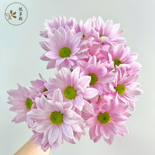 Yue Colorful Daisies Flower Express Yunnan Base Straight Ping Pong Chrysanthemum Flower Materials Office Household Water-raised Fresh Cut Flowers Pink Tristripe Daisies 8-10 Branches