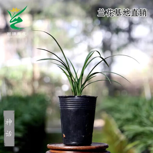 Wengyuan Orchid, Spring Orchid, Myth Thin Leaf Grass, Flower Tongue Colorful Qinhua Qinbud Strong Fragrance Green Plant Potted Plant, Myth 5 Seedlings, Random High-End Purple Clay Pot Plants