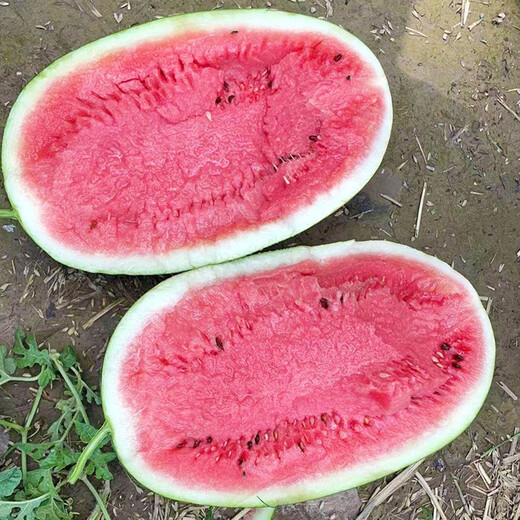 New varieties of Beishu Kirin watermelon seeds, Lazy Man, Southern Meidu watermelon seeds, Beishu Lazy Man Sweet King watermelon seeds, about 20 seeds
