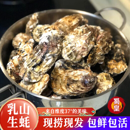 Shuhuang Rushan Oysters Fresh Large Seafood New Year Products 5Jin Jin is equal to 0.5kg, net weight 5XL (8-12 pcs), only shipped directly from the source, free shipping
