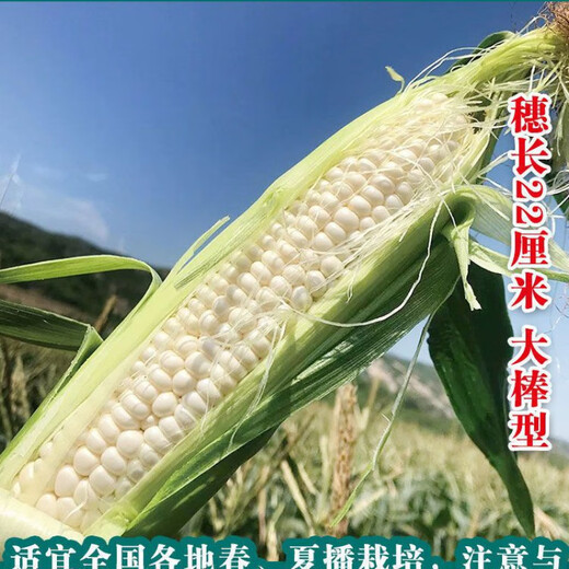 New species in stock Wannuo 188 sweet waxy corn seeds high-yield big sticks for sowing in all seasons. New species Wannuo 188 original 4 Jin Jin equal to 0.5 kg, about 5000 grains