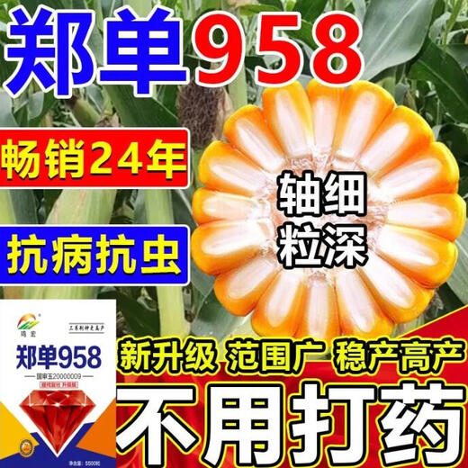 Zhengdan 958 national-approved high-yielding corn seed Zhengdan 958 Daquan big stick white shaft resistance to lodging and drought resistance short stem bract Academy of Agricultural Sciences Mi Kefeng Zhengdan 958 1 bag 4Jin Jin is equal to 0.5 kg