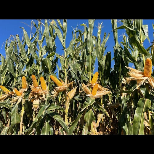 Suiyiman Jingke 968 high-yielding corn seeds, short stems and big sticks, drought-resistant and high-temperature resistant purple gold version white shaft corn seeds purple gold version original 4000 grains 3 bags