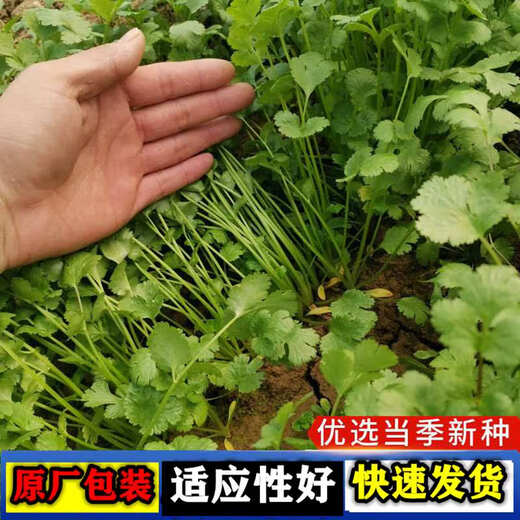 Four-season large-leaf coriander seeds, coriander seeds, courtyard, balcony potted plants, easy-to-grow vegetable seeds, coriander seeds, 1 bag, about 500 grams