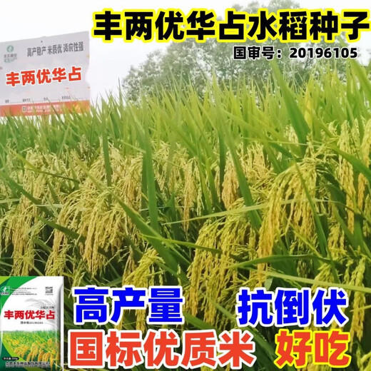 Nationally approved high-yielding hybrid rice rookie (Fengliangyouhuazhan) seed silk seedlings are resistant to high temperatures, lodging and disease resistance. The institute’s new product Fengliangyouhuazhan 1Jin Jin is equal to 0.5kg x1 bag