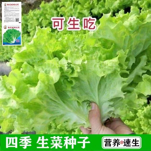 Four seasons sweet and crisp glass lettuce seeds, crisp and tender raw lettuce seeds, farmer's four seasons potted vegetable seeds, glass lettuce 5 packs, about 10,000 pieces