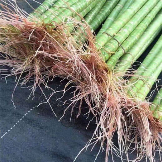 Jingyunmeng Rich Bamboo Dragon Bamboo Water Easy-to-Grow Plant Potted Lucky Bamboo 40 Dragon Bamboo 10 Roots Straight from the Source Without Bottle
