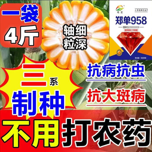 Zhengdan 958 national-approved high-yielding corn seed Zhengdan 958 Daquan big stick white shaft resistance to lodging and drought resistance short stem bract Academy of Agricultural Sciences Mi Kefeng Zhengdan 958 1 bag 4Jin Jin is equal to 0.5 kg