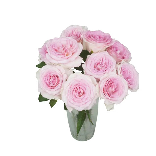 Full of fairy spirit, 10 Roselle roses