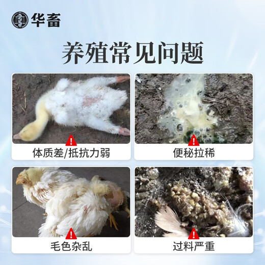 Chinese livestock pigs, fattening pigs, fattening animals, fattening treasure pigs, cattle and sheep, attracting food, promoting growth, piglet premix, poultry, fattening king