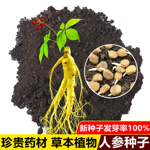 Changbai Mountain ginseng seeds, wild ginseng seeds, easy to grow Chinese medicinal materials in all seasons, easy to live indoor flower pots, ginseng seeds, shipped without buds, 5 bags selected, about 260 capsules