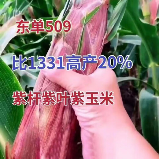Spot new species Dongdan 509 double national-approved twin short-stem extra-large cob high-yielding corn seed purple stem purple root lodging resistance Big Mac Dongdan 509 five acres of land red axis long grain lodging resistance drought and pest resistance high temperature