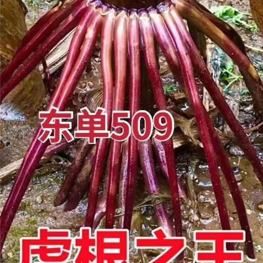 Spot new species Dongdan 509 double national-approved twin short-stem extra-large cob high-yielding corn seed purple stem purple root lodging resistance Big Mac Dongdan 509 five acres of land red axis long grain lodging resistance drought and pest resistance high temperature