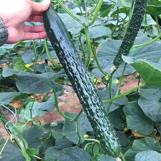 All-female cucumber seeds, oily and shiny cucumber seeds with green flesh, imported from the Netherlands, disease-resistant and high-yielding Rongzun, all-female cucumbers Rongzun 500 capsules